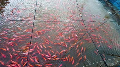 Ruby Fish In Fish Cages On The River Bank