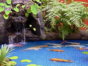 Koi Pond
