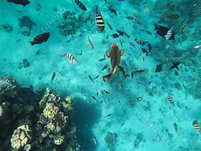 Different tropical fish at coral reef in the Red sea.