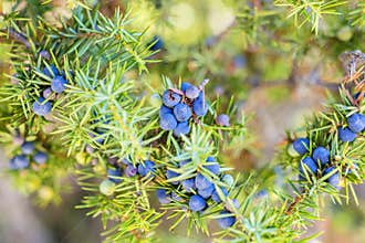Juniper berries