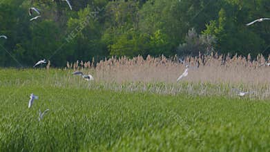 Many river gulls hunt fish in lakes, rivers, and canals. Seagulls fly over