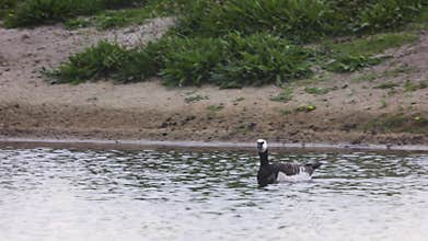 Beautiful black and white goose hunt fish in lakes, rivers, and canals.