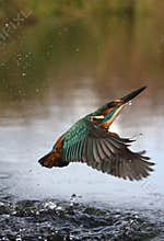 Kingfisher, Alcedo atthis