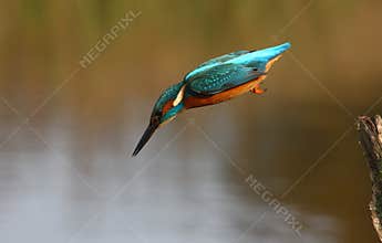 Kingfisher, Alcedo atthis