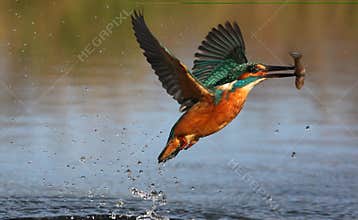 Kingfisher, Alcedo atthis