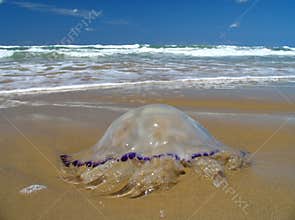 Jellyfish