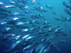 Striped Mackerel