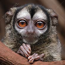 cute Aotus trivirgatus