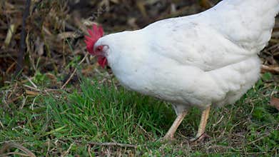 Hen walking through a field of leaves.