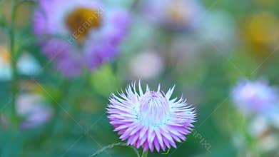 Colorful wild straw flower or golden everlasting decoration in shades of orange, pink and purple