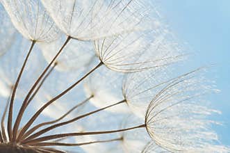 Abstract dandelion flower background, closeup with soft focus