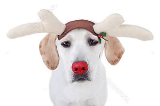 Christmas Rudolph Reindeer pet dog