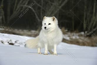 Arctic fox, Alopex lagopus
