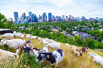 Targeted grazing using goats to control weeds in Calgary eliminates herbicide and maintains fragile ecological balance