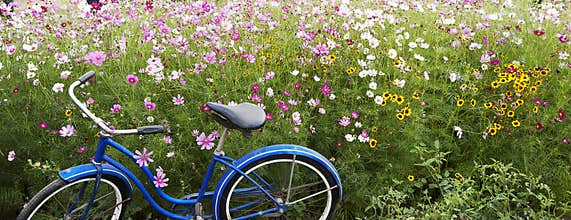 Blue Bicycle Pink Field Flowers