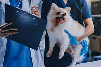 Closeup shot of veterinarian hands checking dog by stethoscope in vet clinic