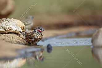 Cut throat finch in Kruger National park, South Africa