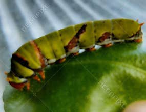 A caterpillar, which is the larval stage of a butterfly or moth.