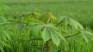 Cassava leaves that move in the wind