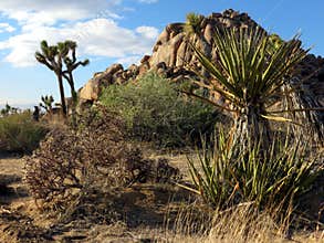 Desert Vegetation