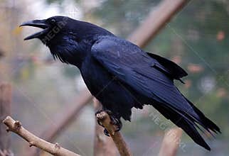 Common Raven (Corvus corax)