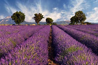 Lavender field