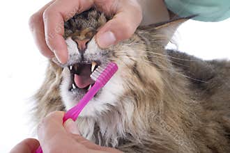 Maine coon cat and toothbrush