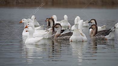 A beautiful scene of geese swimming harmoniously together in a peaceful and serene pond