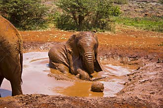 Playful elephants