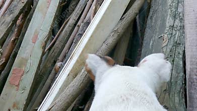 Dog looking for lizards or mice in stacked firewood