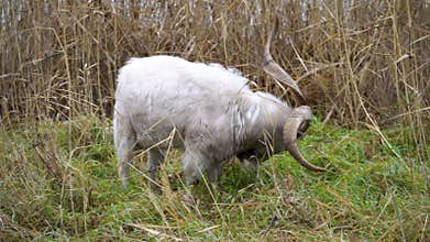 curious goats are exploring a beautiful, lush landscape, showcasing their natural behavior in rural scenery. Goats
