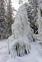 Natural spruce ice sculpture