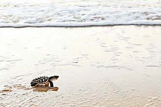 Baby sea turtle crawling towards the ocean on a sandy beach