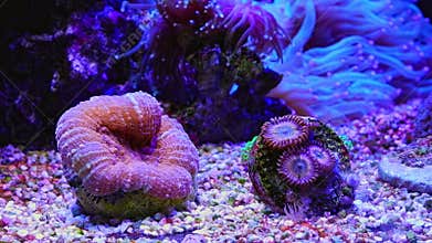 LPS lobed brain coral polyp in laminar flow, zoanthus colony on frag plug, Caribbean substrate bottom, live rock marine aquarium
