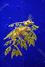 Sea dragon