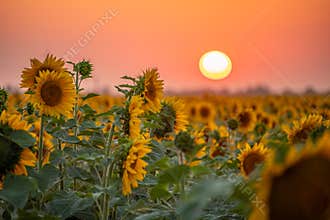 Field sunflowers in the warm light of the setting sun. Summer time. Concept agriculture oil production growing.