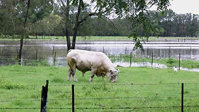 A magnificent Charolais bull grazing on a flooded pasture after a heavy thunderstorm