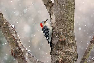 Close up of a female Red-bellied Woodpecker on a tree trunk with a snow falling in the background