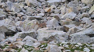 Wild herbivorous animal walks on rocks in search of food