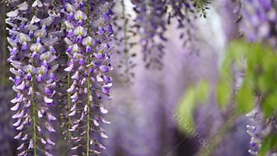 Blooming Wisteria Sinensis with scented classic purple flowersin full bloom in hanging racemes on the wind closeup