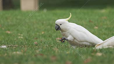 Slow Motion Wild Cockatoo Eating