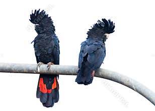 Two Red Tailed Black Cockatoos perched on a lamppost