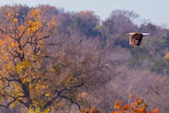 Bald eagle in flight with fall colors