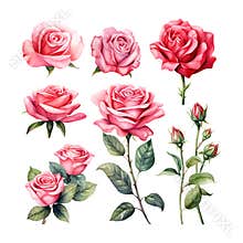 Valentine's Day Rose set watercolor