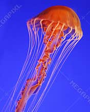 Deep reef jellyfish