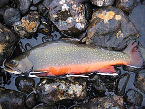 Brook trout on rocks