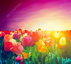 Tulip flowers field, sunset sky. Artistic mood
