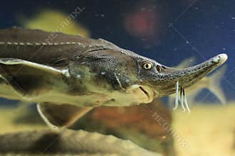 European sea sturgeon