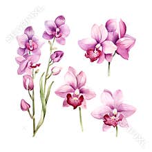 flower, orchid watercolor botanical, bloom