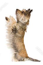 Dog doing a trick